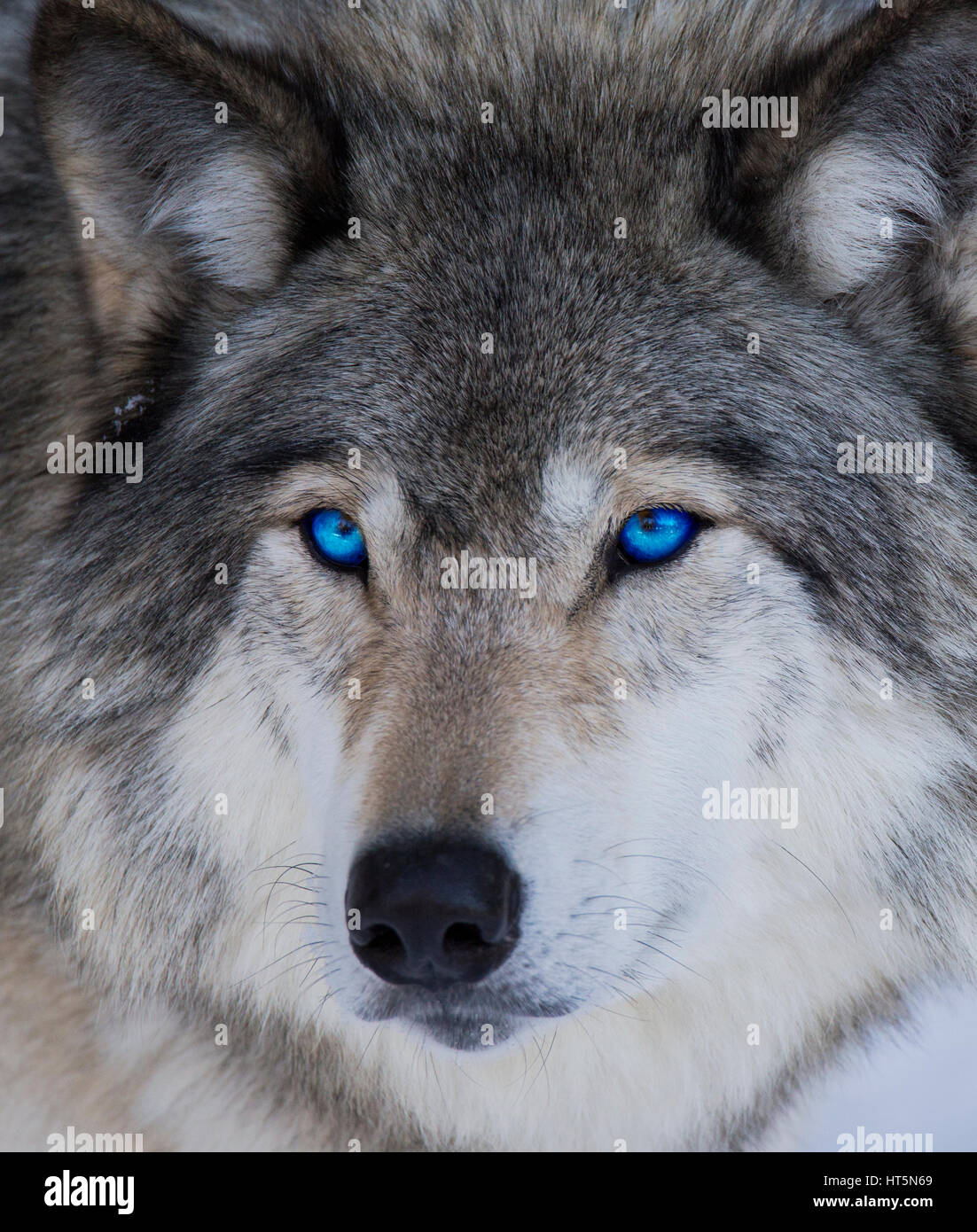 Blue eyes wolf portrait Stock Photo - Alamy