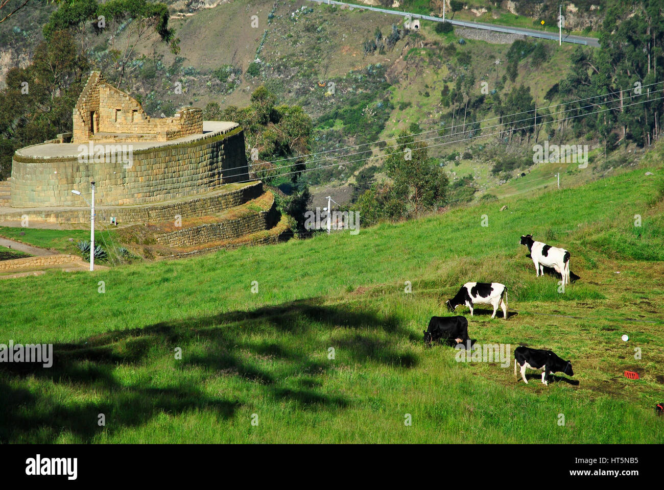 Cows and Temple of the Sun. Inca Ruin.  El Tambo.  Ingapirca.  Ecuador Stock Photo
