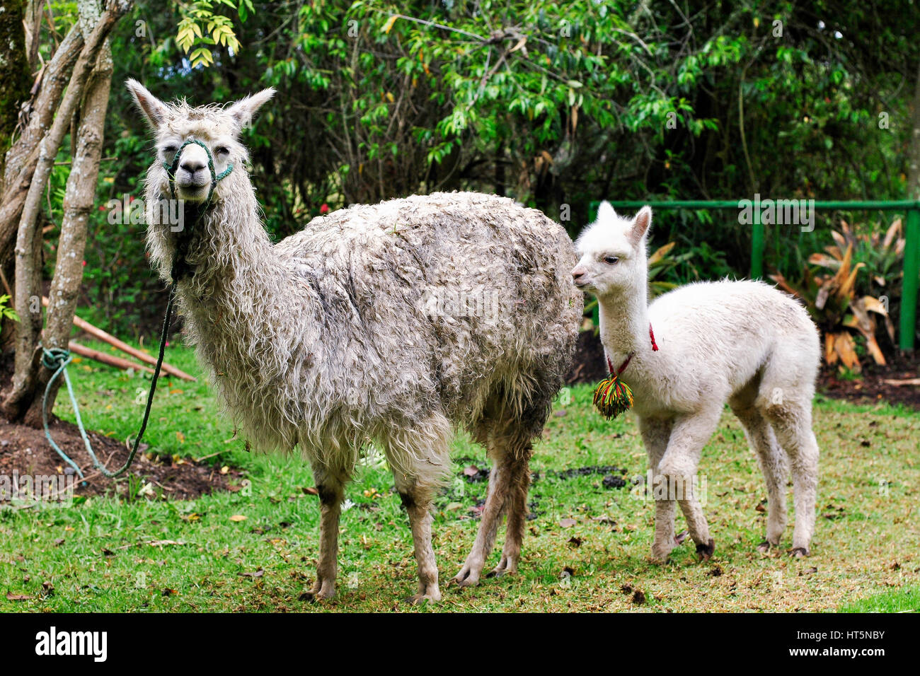 Baby Llama High Resolution Stock Photography And Images Alamy