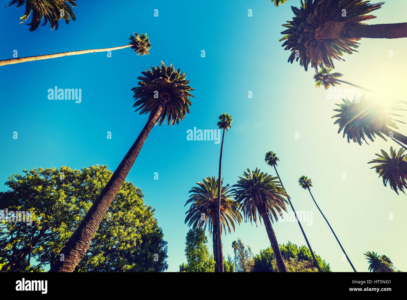 palm trees in Beverly Hills, California Stock Photo Alamy