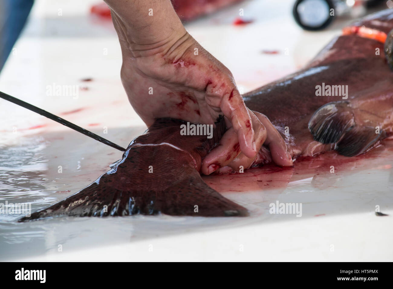 Filleting fish at the Seward, Alaska docks Stock Photo