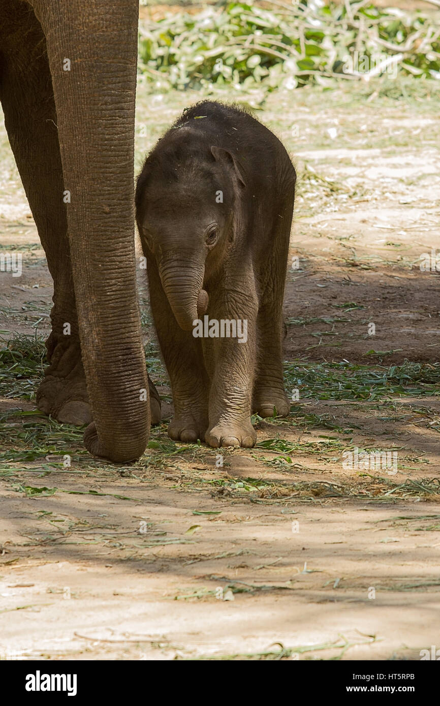 photo of a little cute young Asian Elephant walking beside it's mother for security and shade from the hot sunny weather Stock Photo