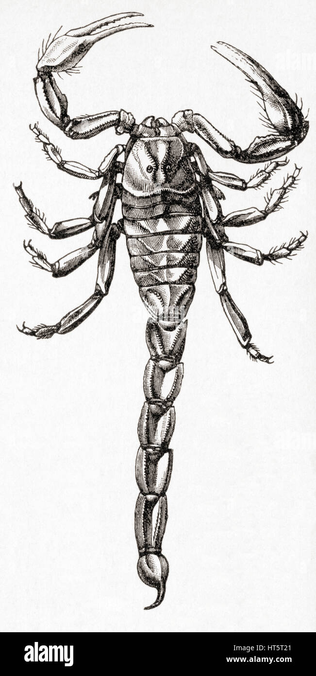 The common yellow scorpion (Buthus occitanus).  From Meyers Lexicon, published 1927. Stock Photo