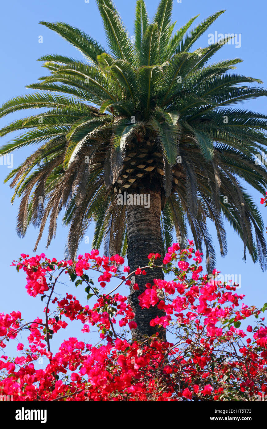 Tropical Palm trees and red flowers Stock Photo - Alamy