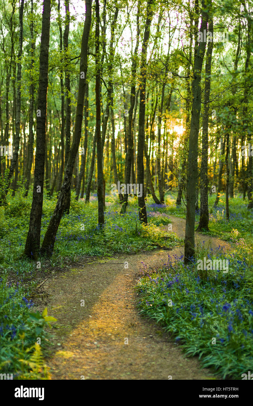 The sun shines through a forest of trees which line a winding path with bluebells along the ground in Spring (Hyacinthoides non-scripta) Stock Photo