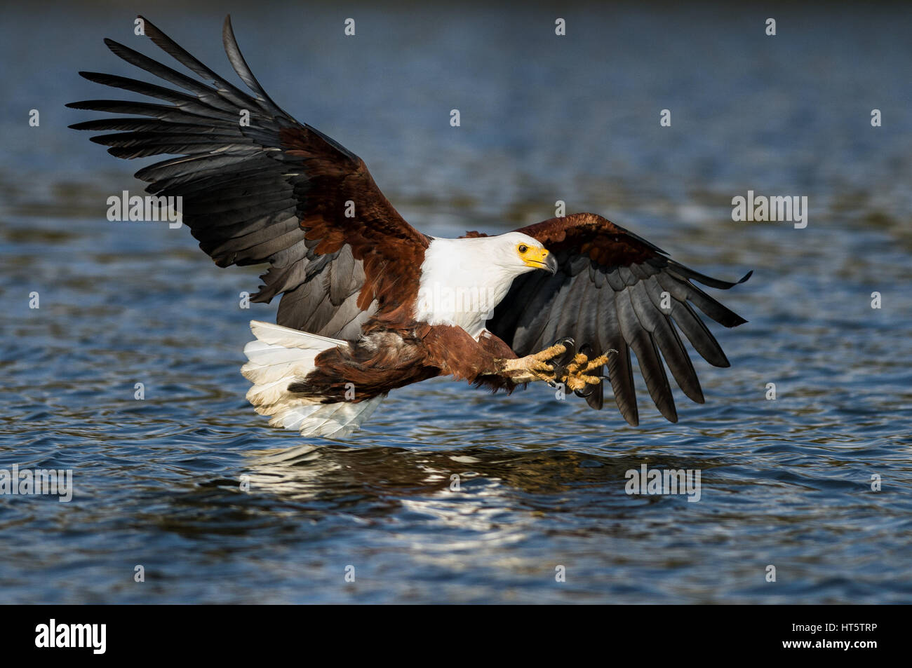 African Fish Eagle (Haliaeetus vocifer) flying with claws to catch fish, Lake  Naivasha, Kenya Stock Photo - Alamy