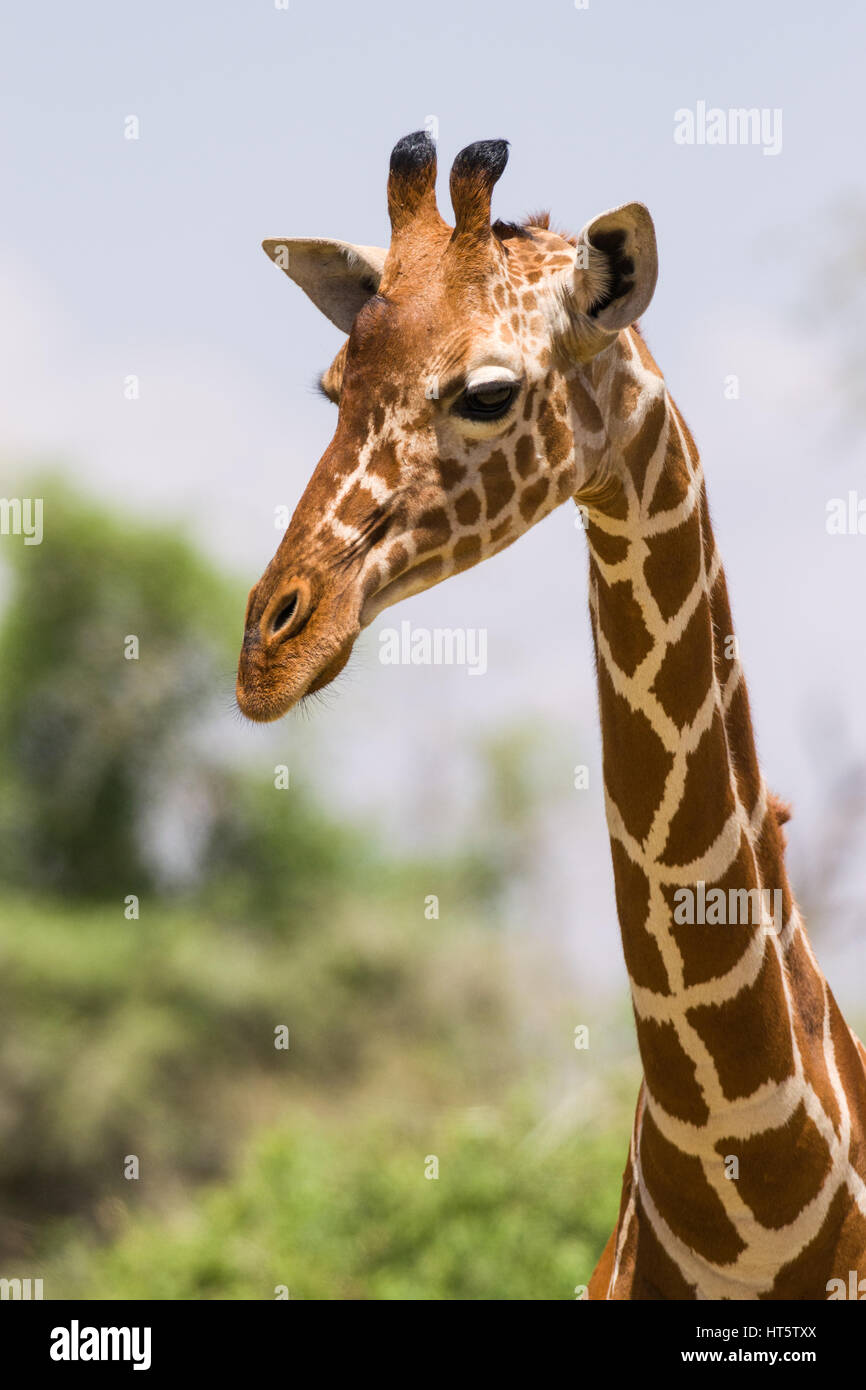 Portrait of a Reticulated giraffe (Giraffa camelopardalis reticulata), Samburu, Kenya Stock Photo