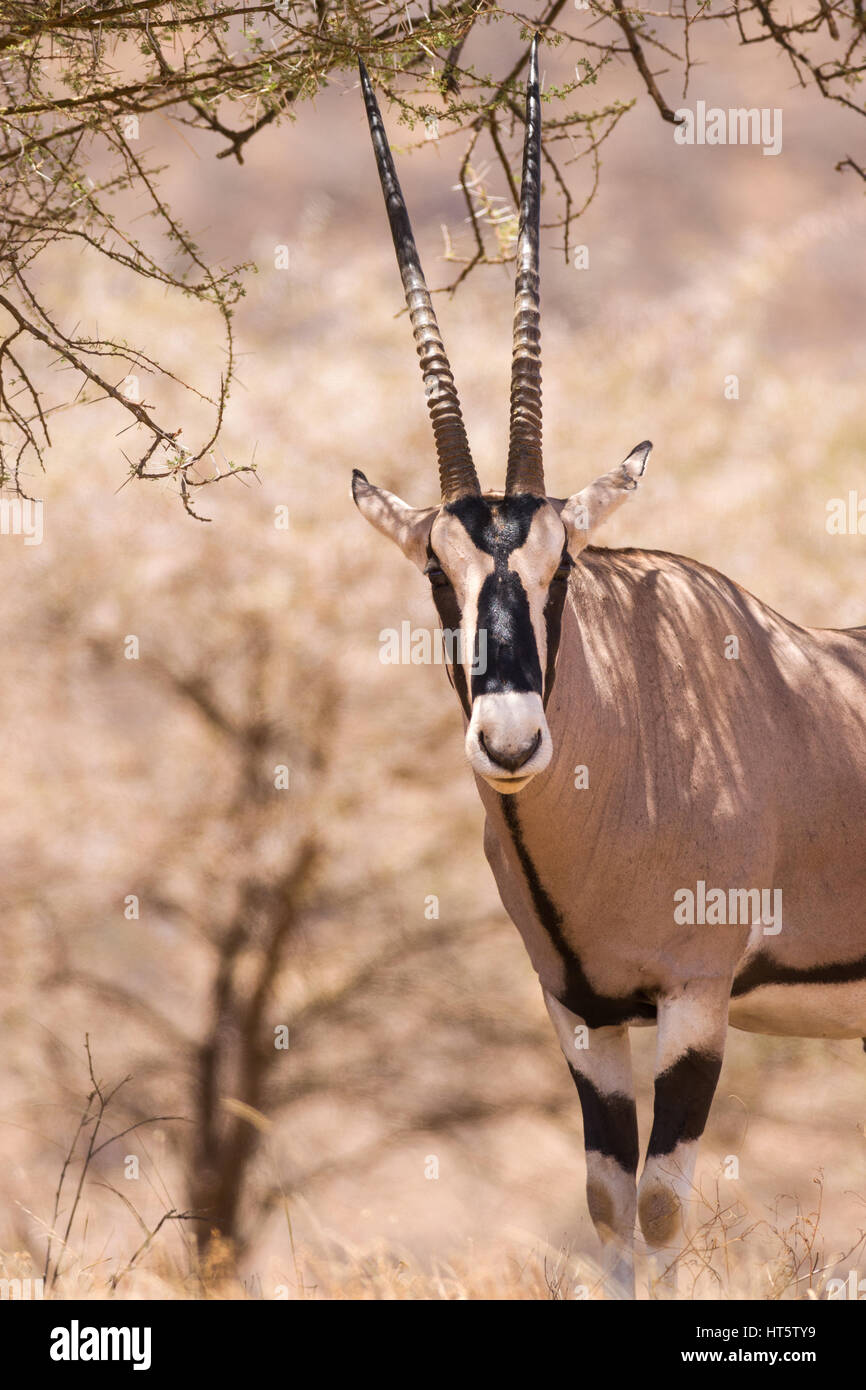 East African Oryx (Besia Oryx) under branch, Samburu, Kenya Stock Photo