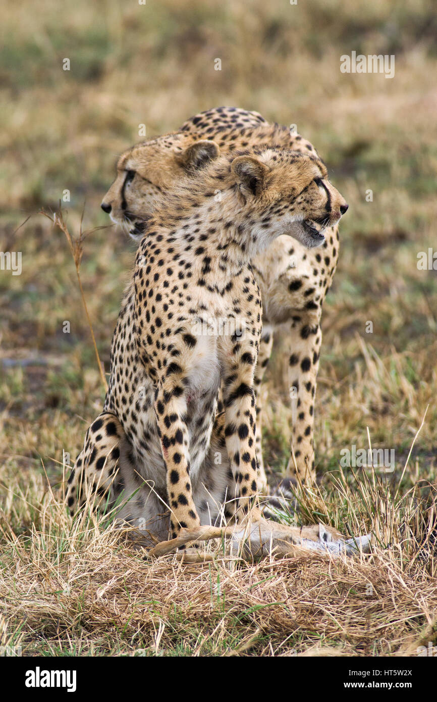 Cheetahs (Acinonyx jubatus) With Gazelle Prey, Maasai Mara Stock Photo