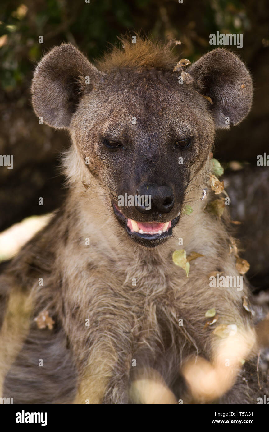 Hyena teeth hi-res stock photography and images - Alamy