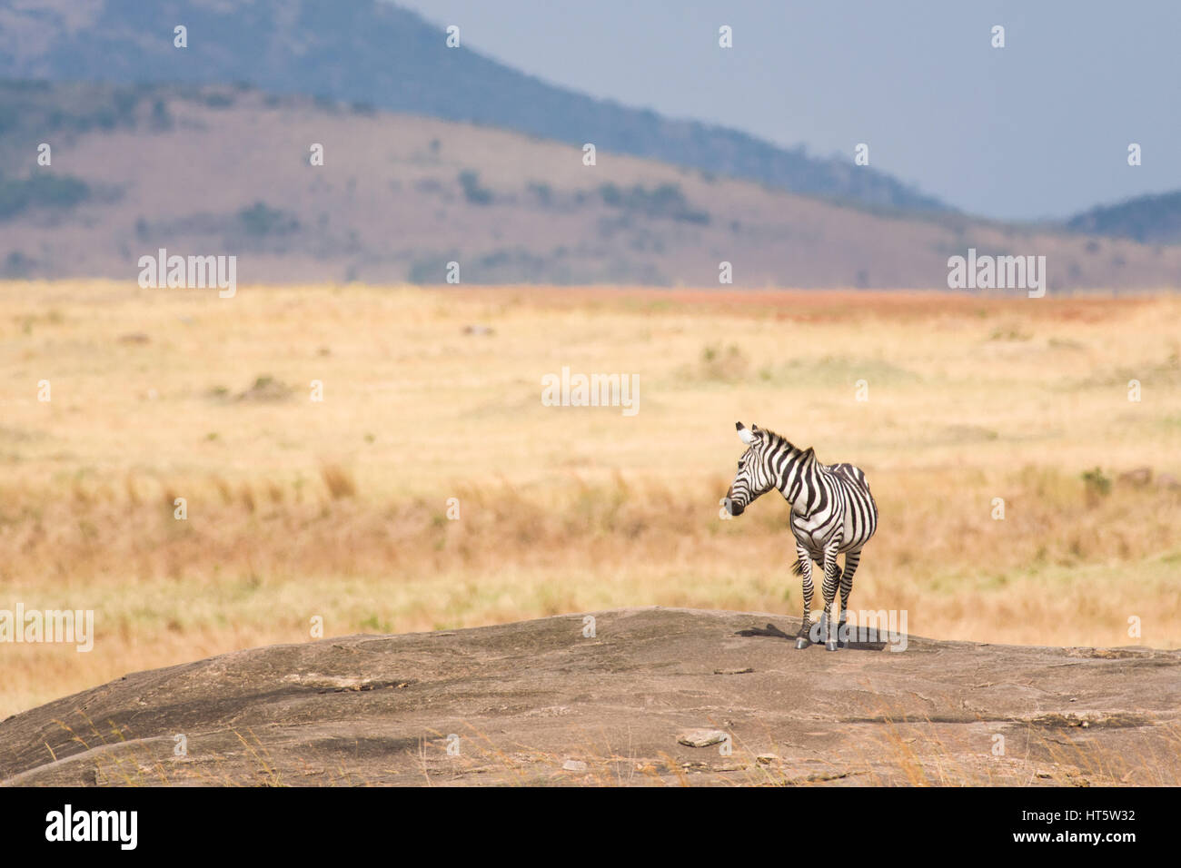 A single Plains Zebra (Equus quagga) standing on rocky outcrop with ...