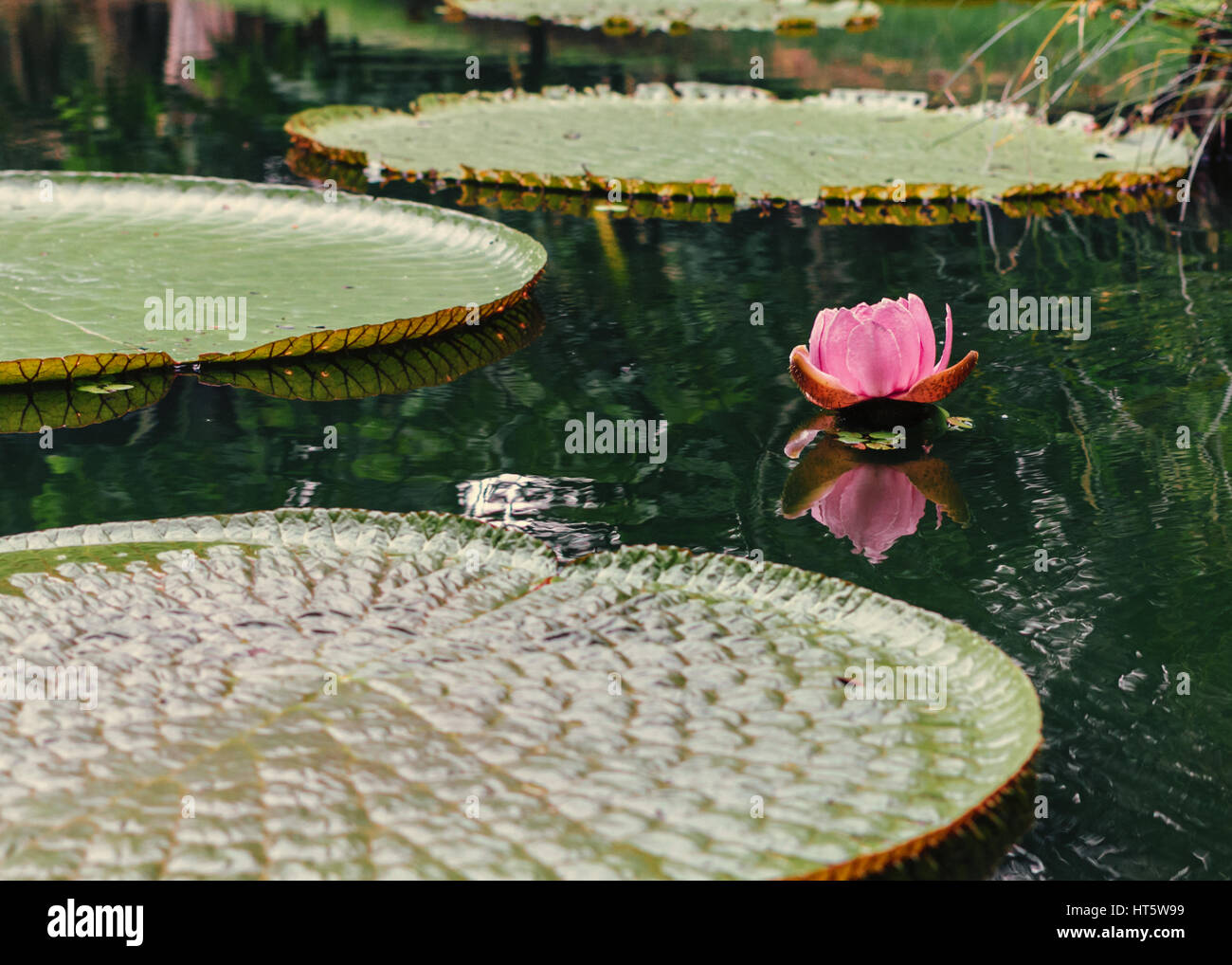 Pink vitória-régia (Victoria amazonica) and floating leaves over water Stock Photo