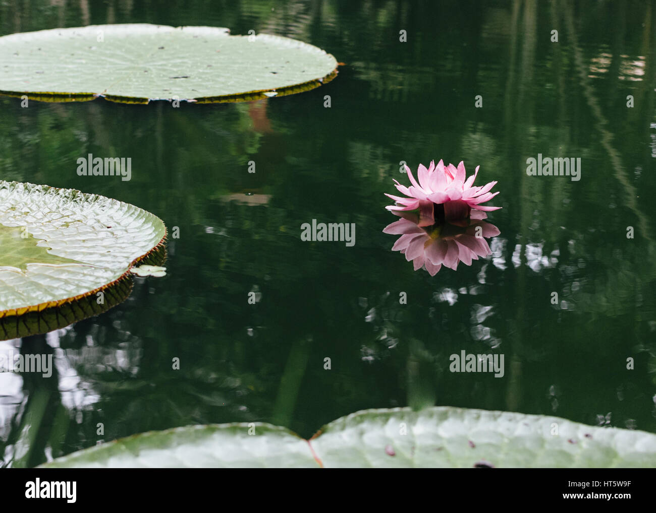 Pink vitória-régia (Victoria amazonica) and floating leaves over water Stock Photo