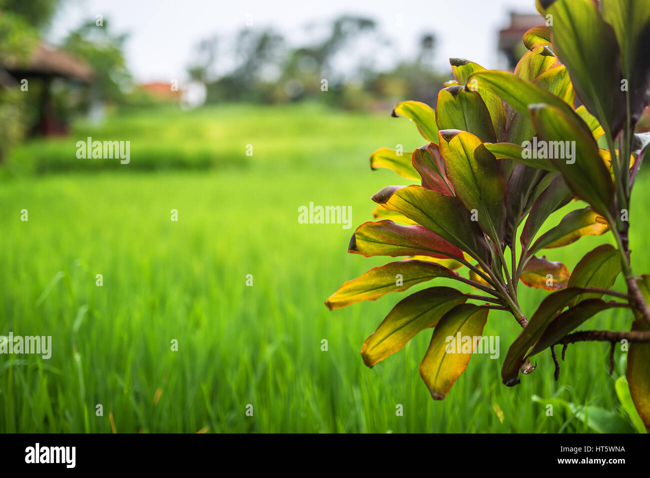 Leaves on the branch of the young palm tree on the blurry background of the green grass and the sky. Outdoors. Closeup. Horizontal. Stock Photo