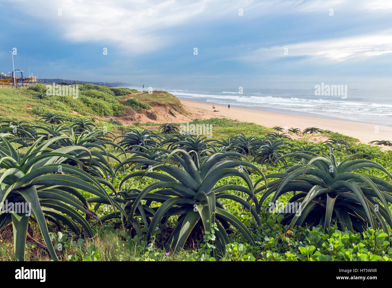 Green dune vegetation and aloe plants beach, ocean against blue cloudy