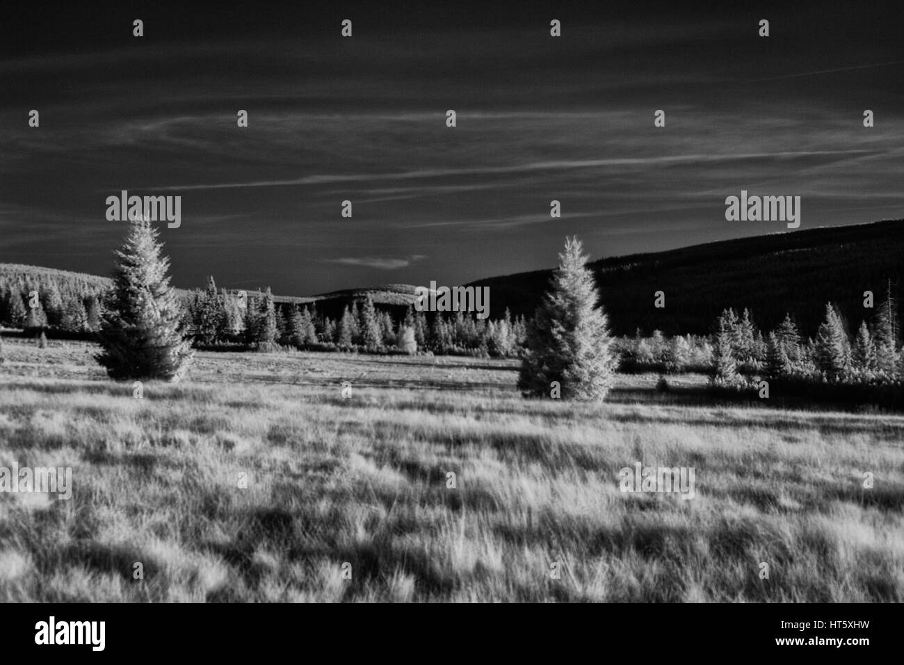 Infrared photography of trees and sky Stock Photo