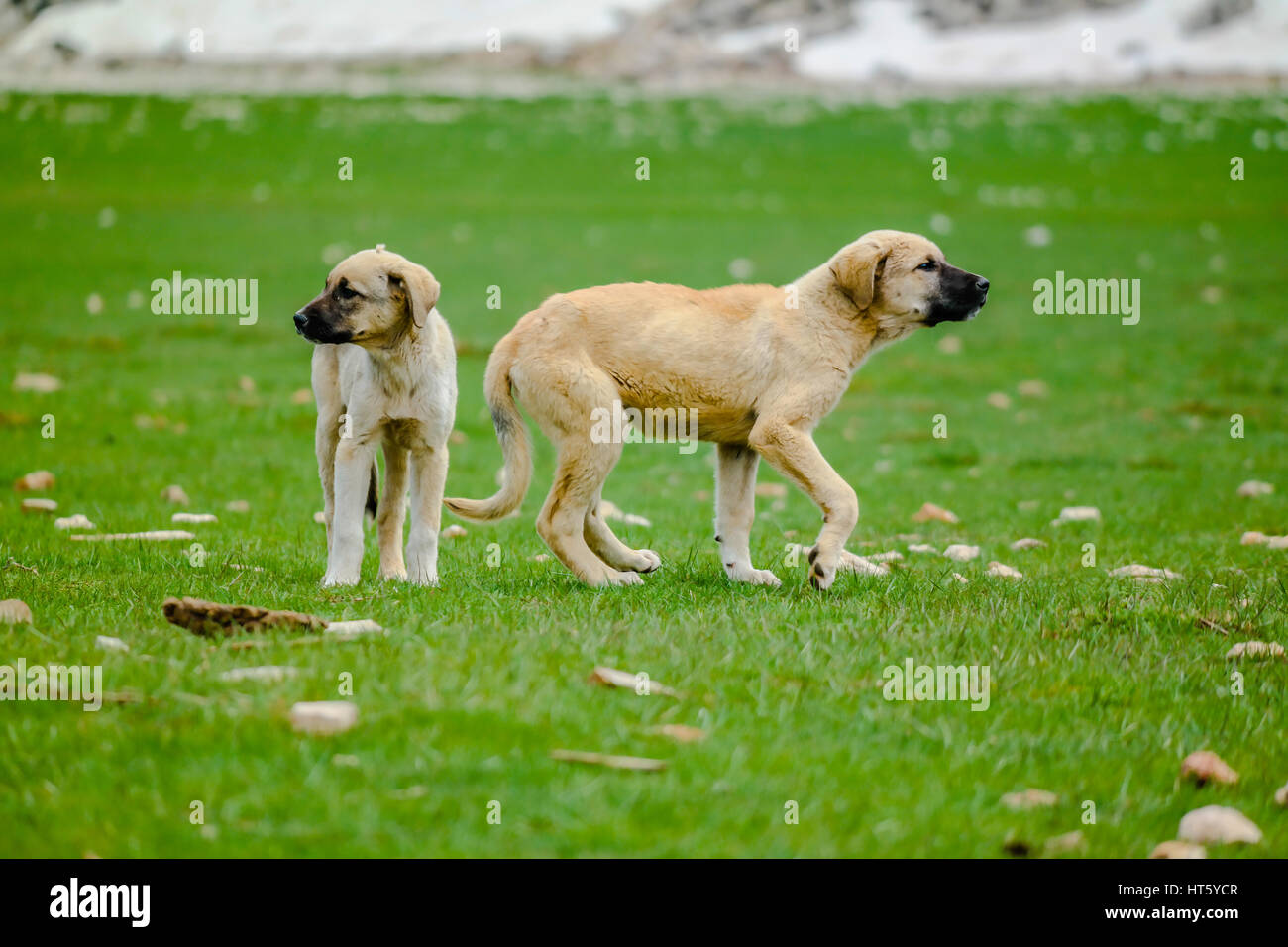 puppy kangal dogs anatolian sheperd Stock Photo