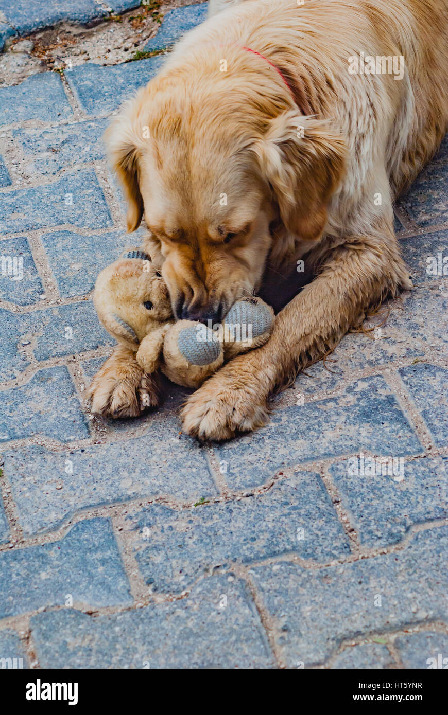 Dog with teddy bear hires stock photography and images Alamy
