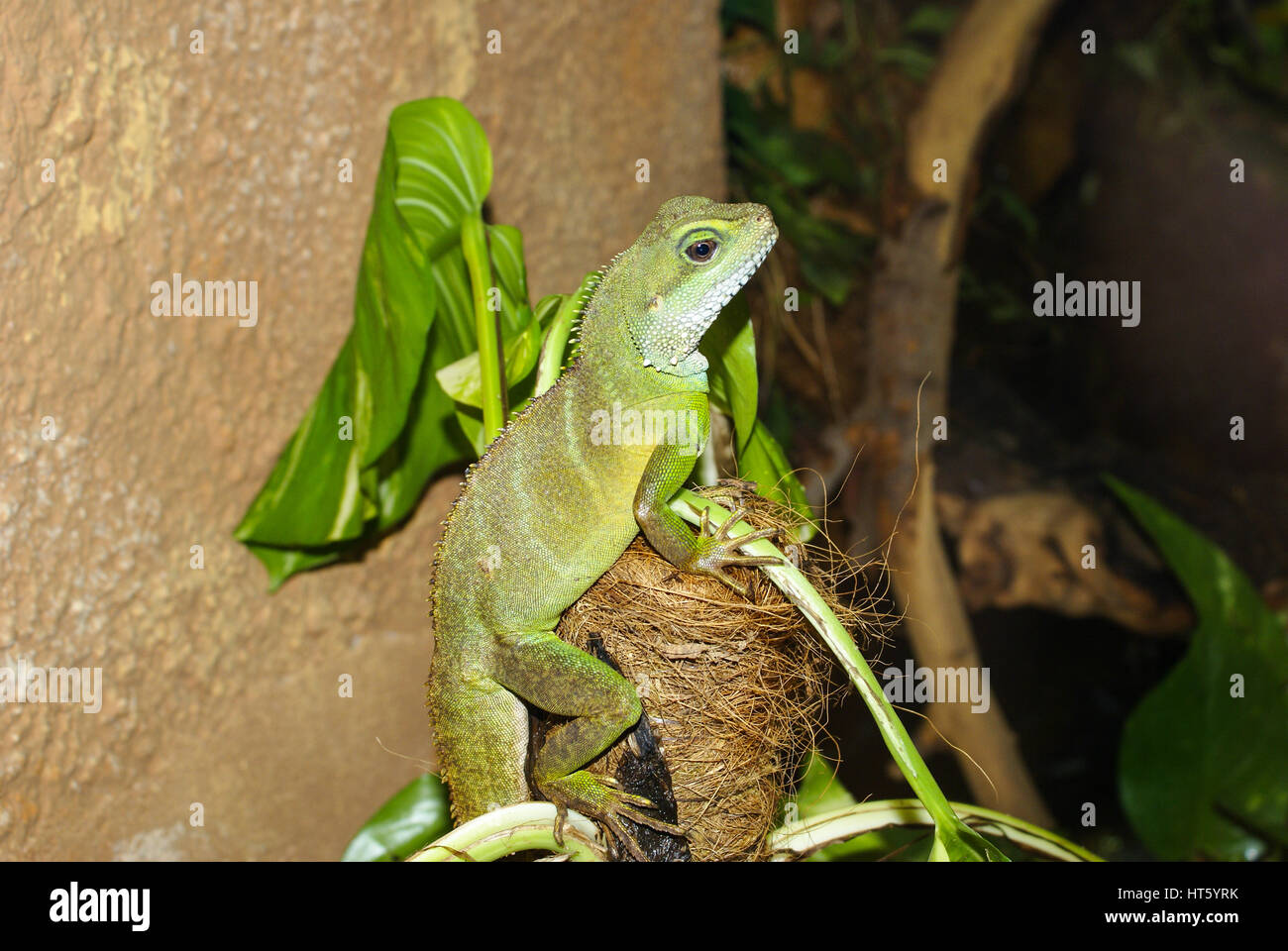 Animals. Funny situations. Stock Photo
