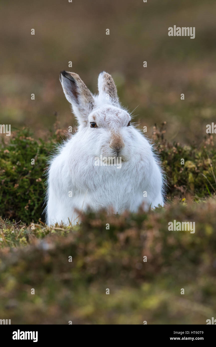 Mountain hare uk wildlife hires stock photography and images Alamy