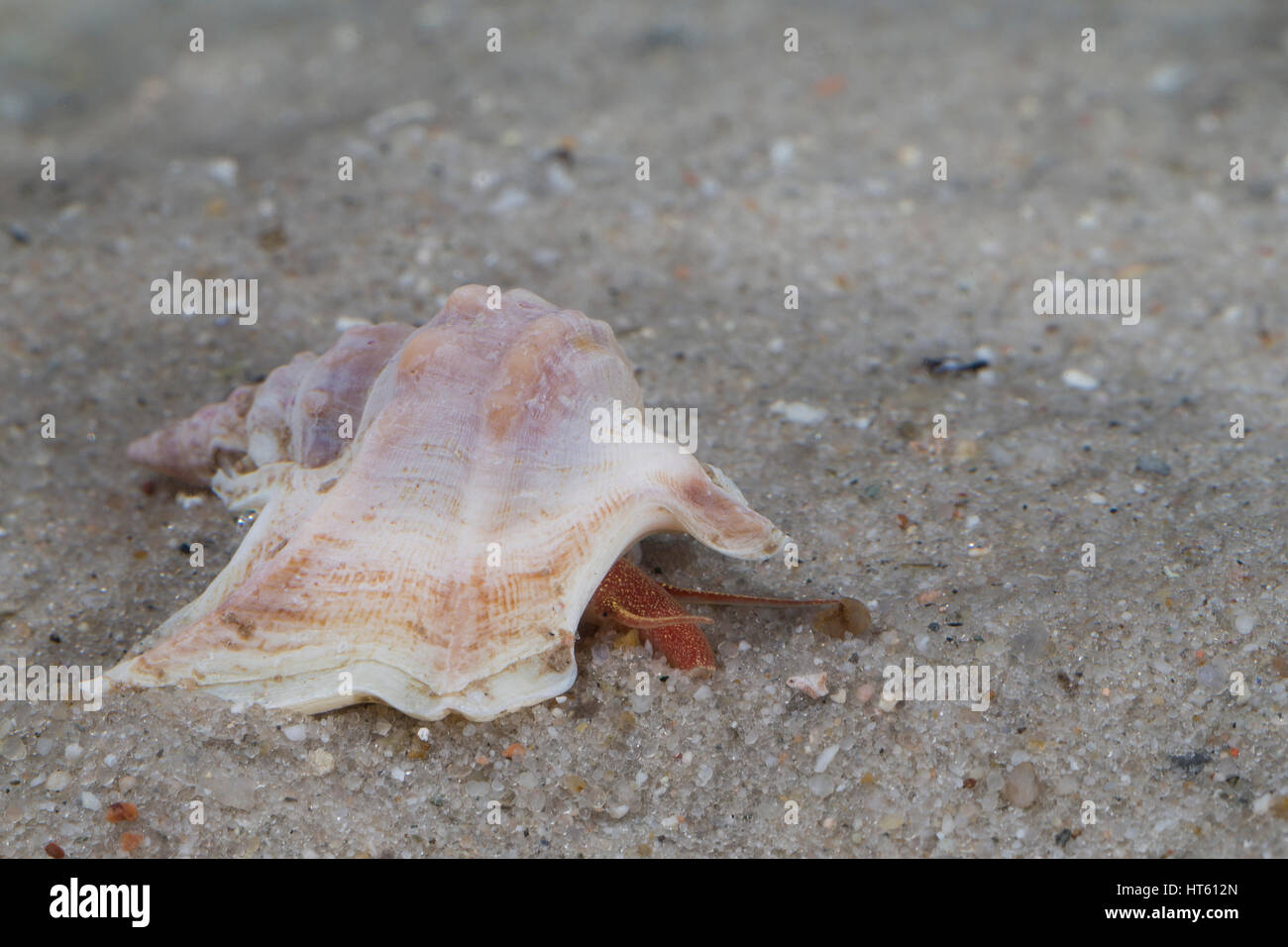 Pied de pelican hi-res stock photography and images - Alamy