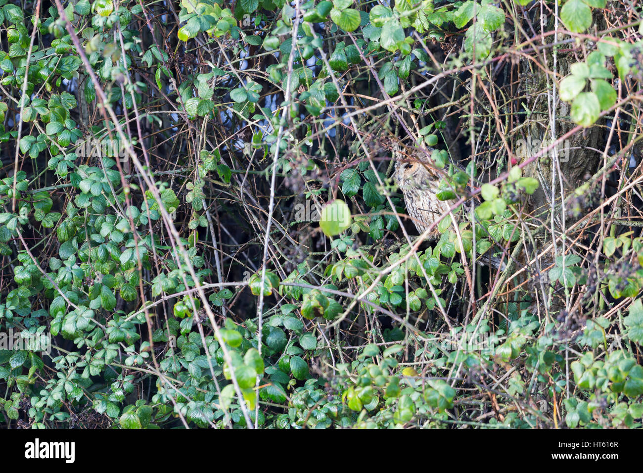 Long-eared owl Asio otus, adult, roosting in dense bramble thicket, Inner Marsh Farm, Cheshire, UK in January. Stock Photo