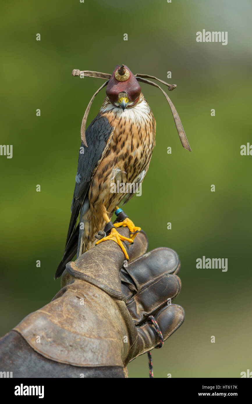 Merlin Falco columbarius (captive), adult male, with protective hood ...