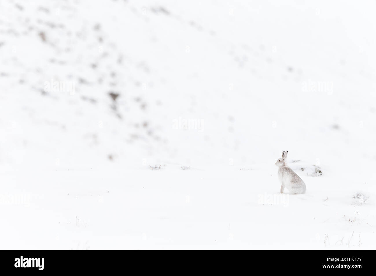 Mountain hare Lepus timidus, adult, sitting alert in snow, Findhorn Valley, Scotland in February. Stock Photo