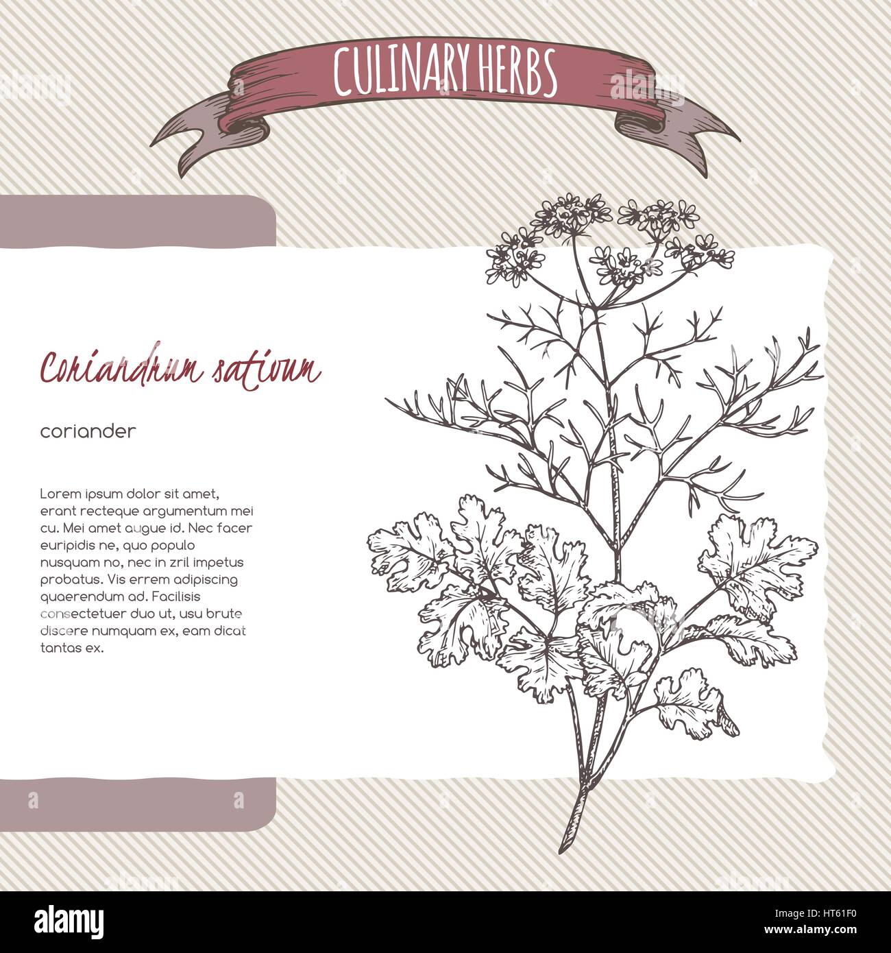 Coriander aka cilantro hand drawn sketch Stock Vector Image & Art Alamy