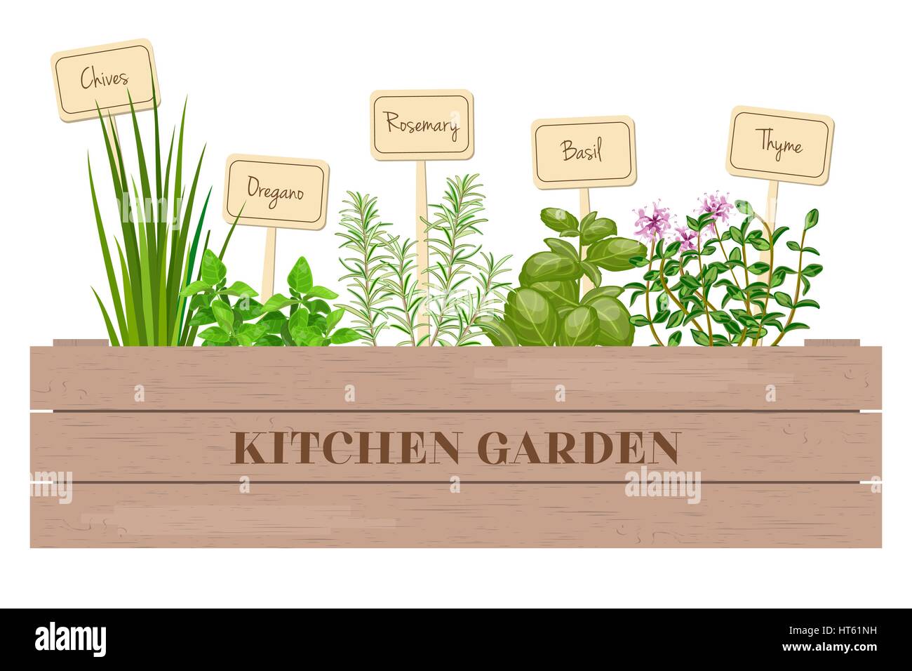 Wooden crate of farm fresh cooking herbs with labels in wooden box. Greenery basil, rosemary, chives, thyme, oregano with text. Horticulture. housepla Stock Vector