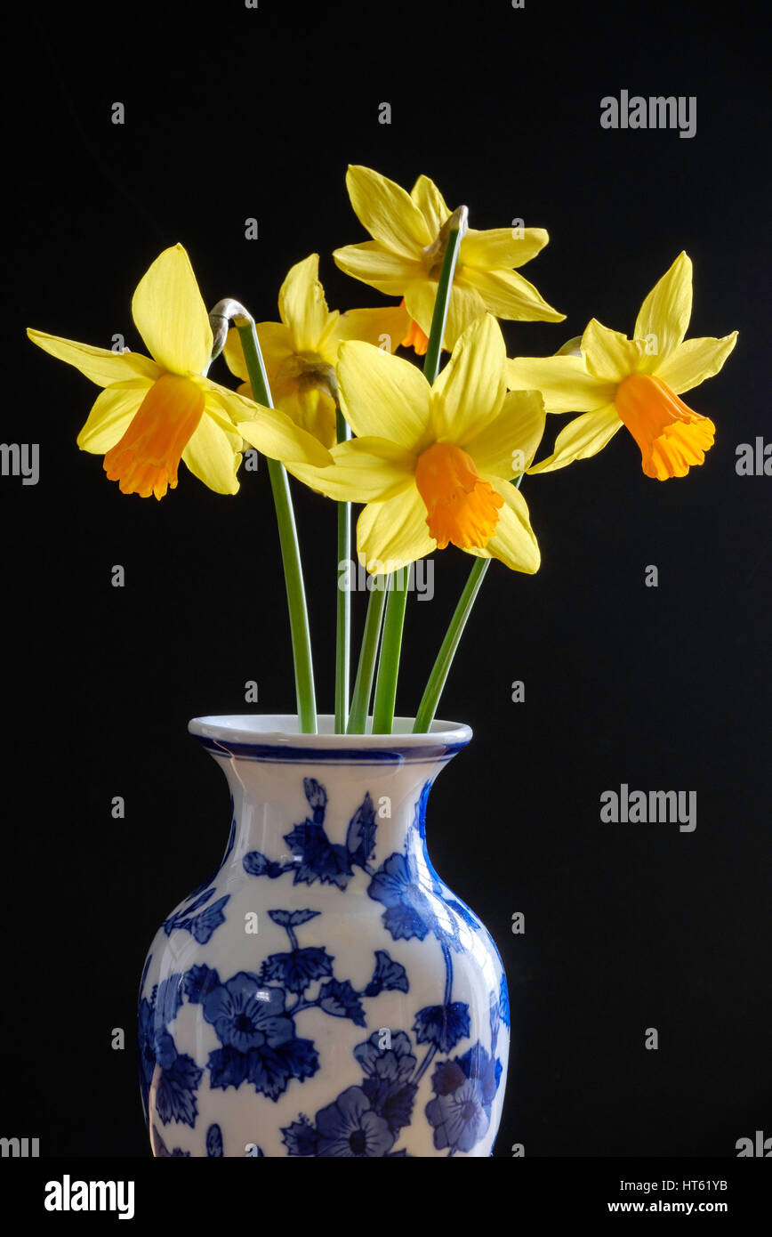 miniature narcissi in blue and white vase Stock Photo