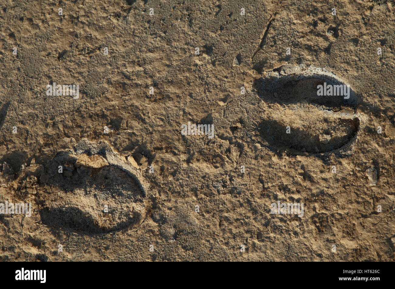 Footprints Of Common Warthog Phacochoerus Africanus Oiseaux Du