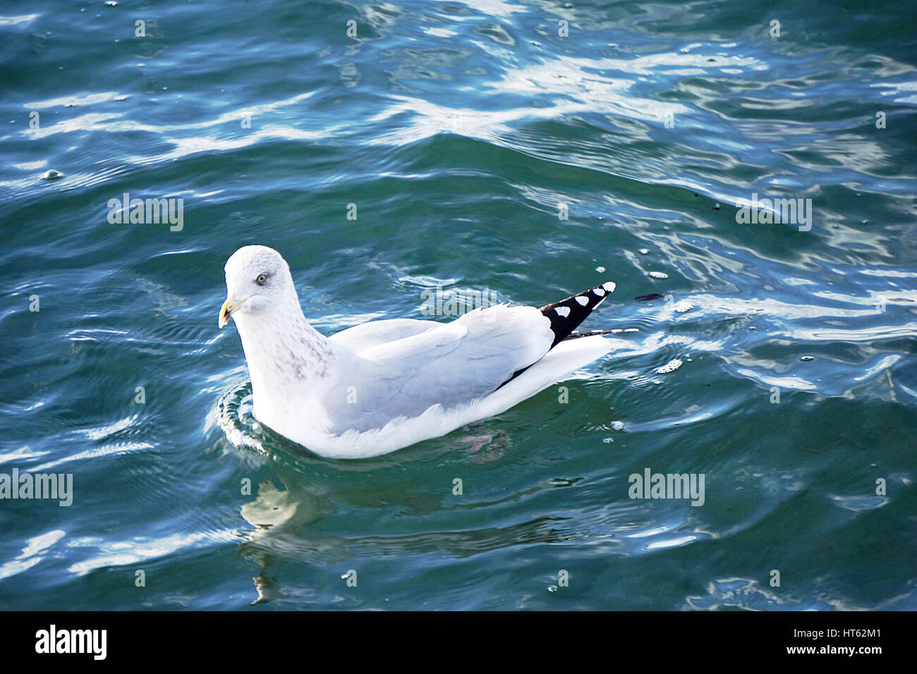 Mouette rieuse .t Stock Photo
