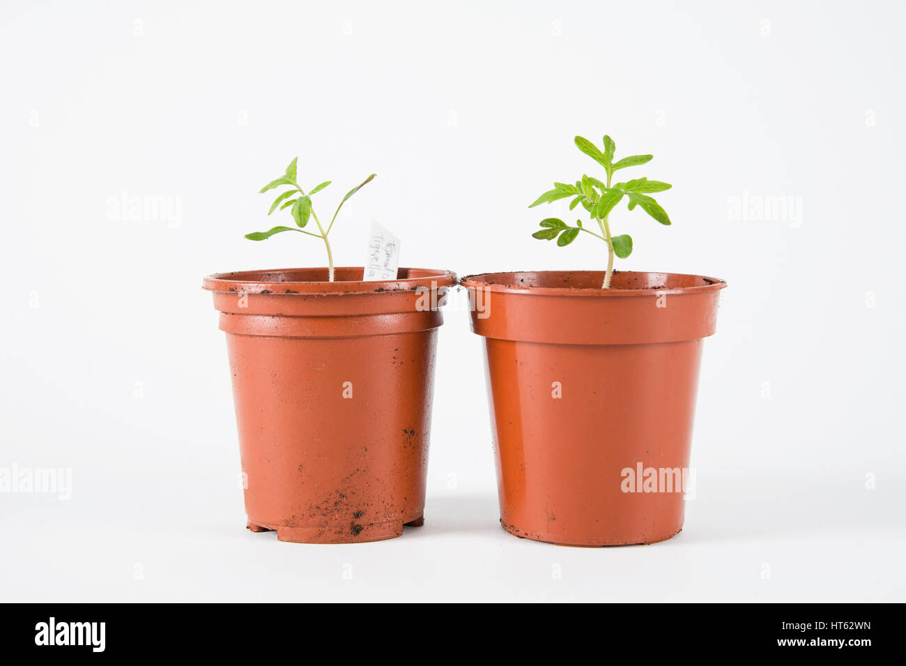 Seedlings in pots hi-res stock photography and images - Alamy