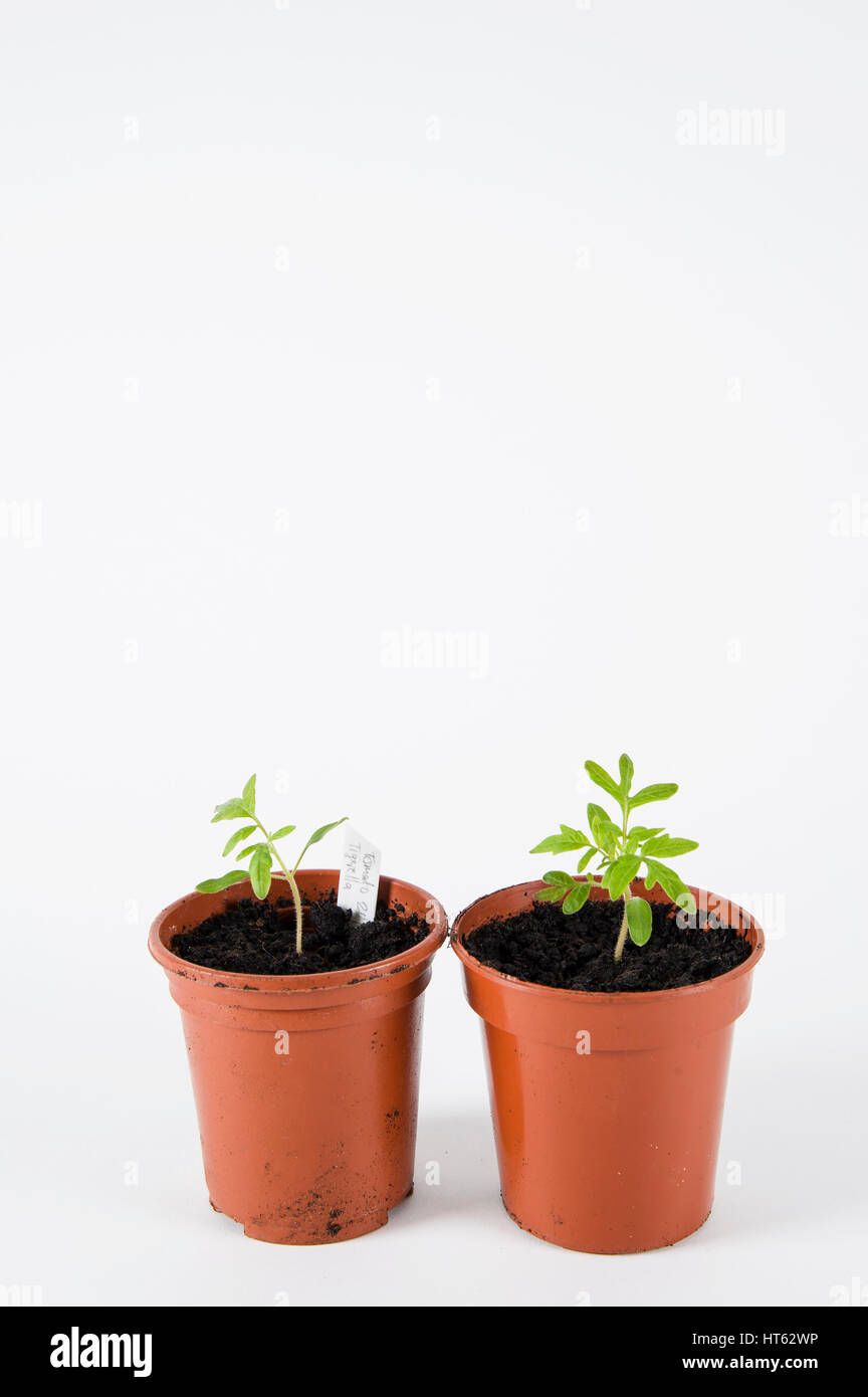 Tomato Seedlings in pots Stock Photo