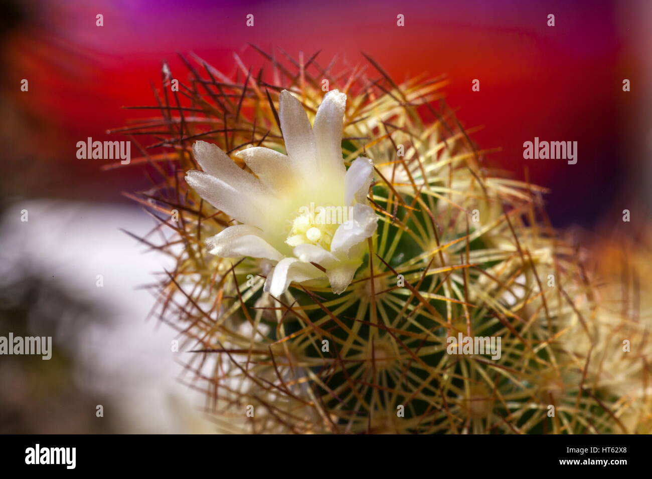 A Macro shot of a Mammillaria Elongata cactus flower, also known as