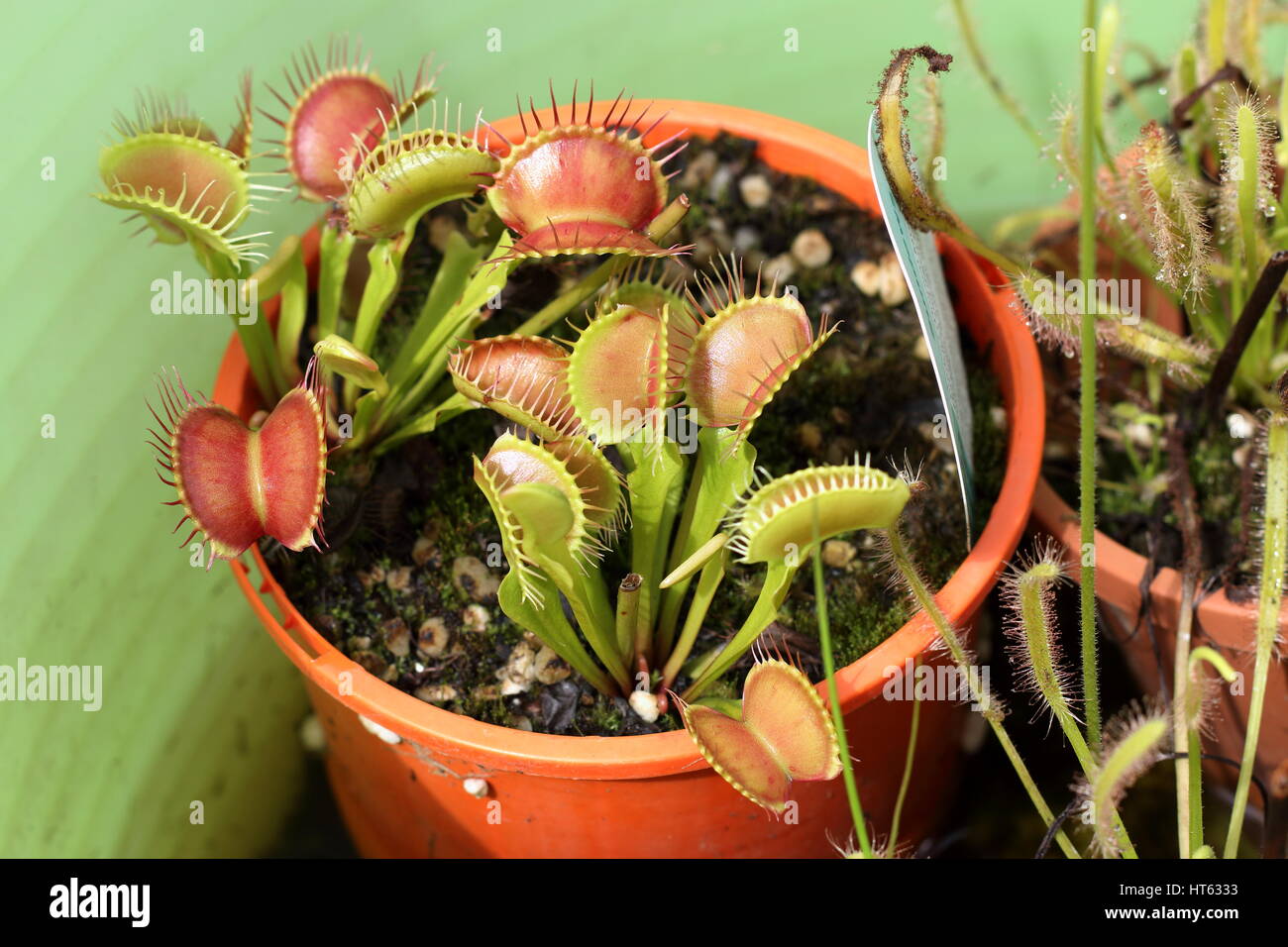 Venus flytrap or known as Dionaea muscipula Stock Photo