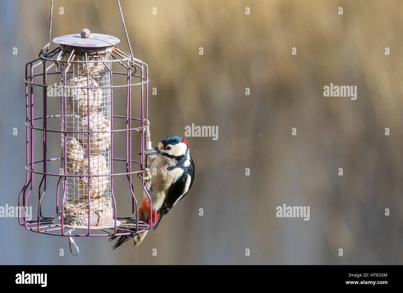 bird fat balls in feeder with woodpecker Stock Photo Alamy
