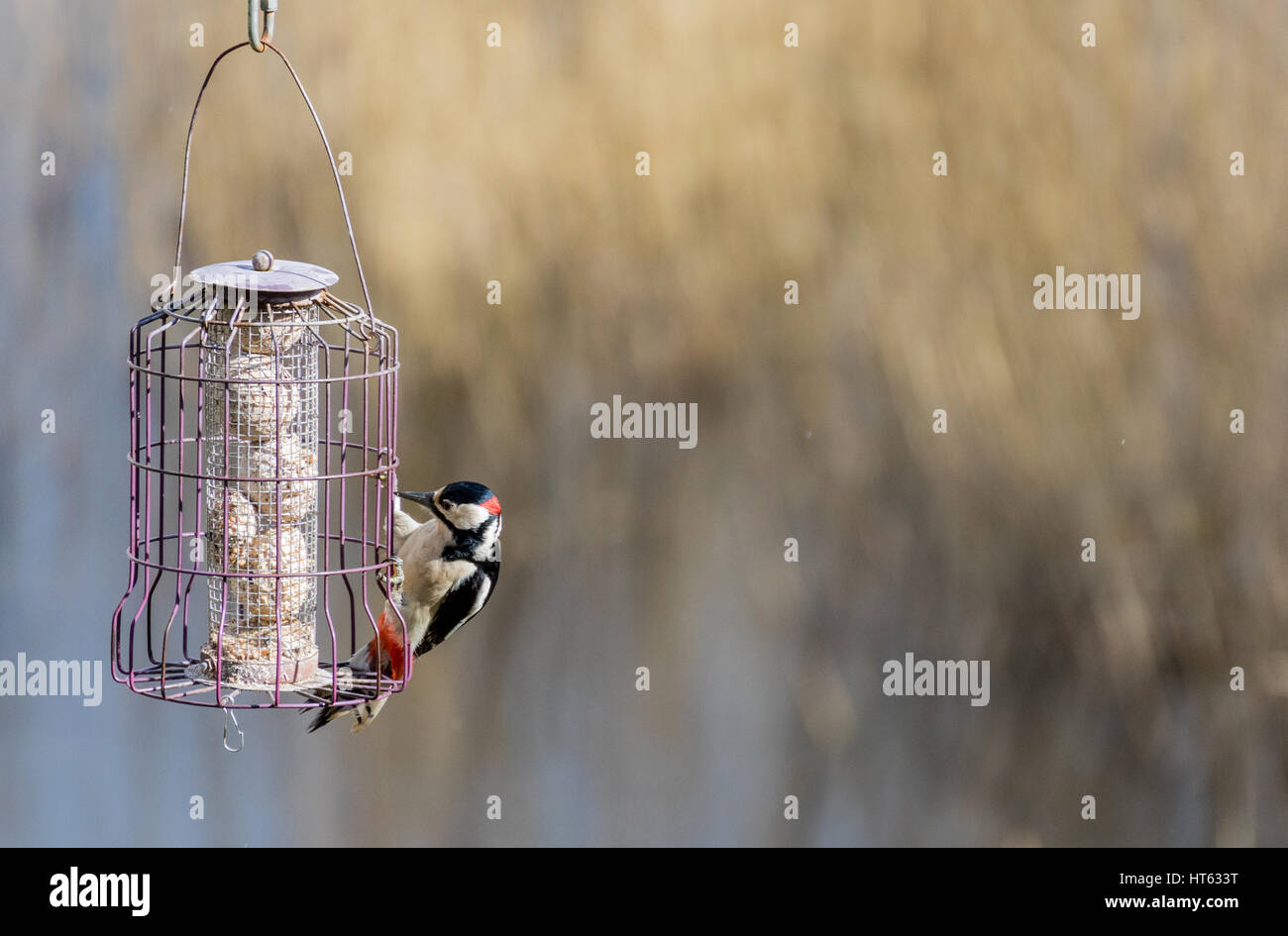 vibrant woodpecker pecking at bird feeder Stock Photo Alamy