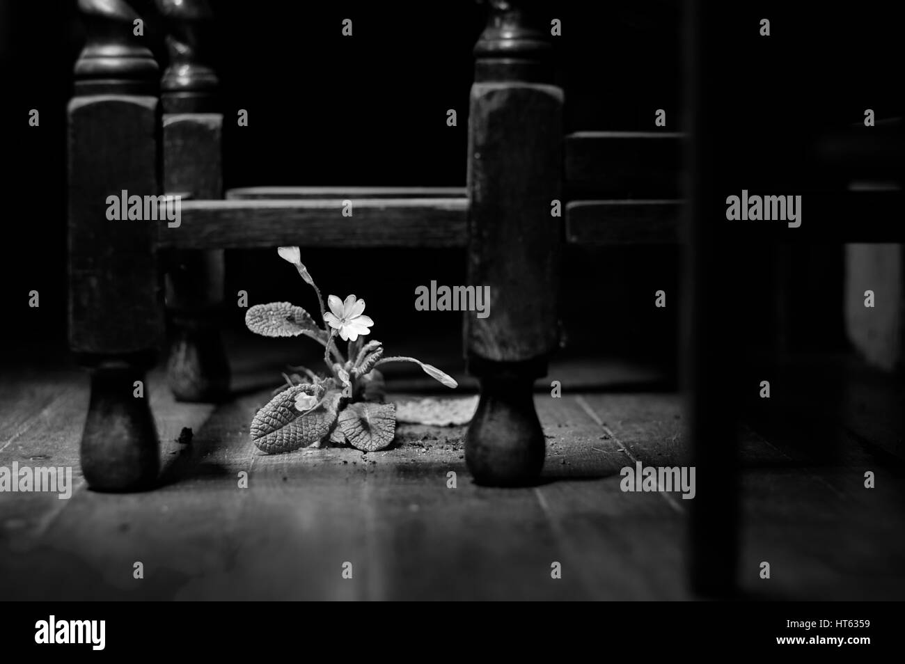 Primrose on a parquet floor, black and white Stock Photo