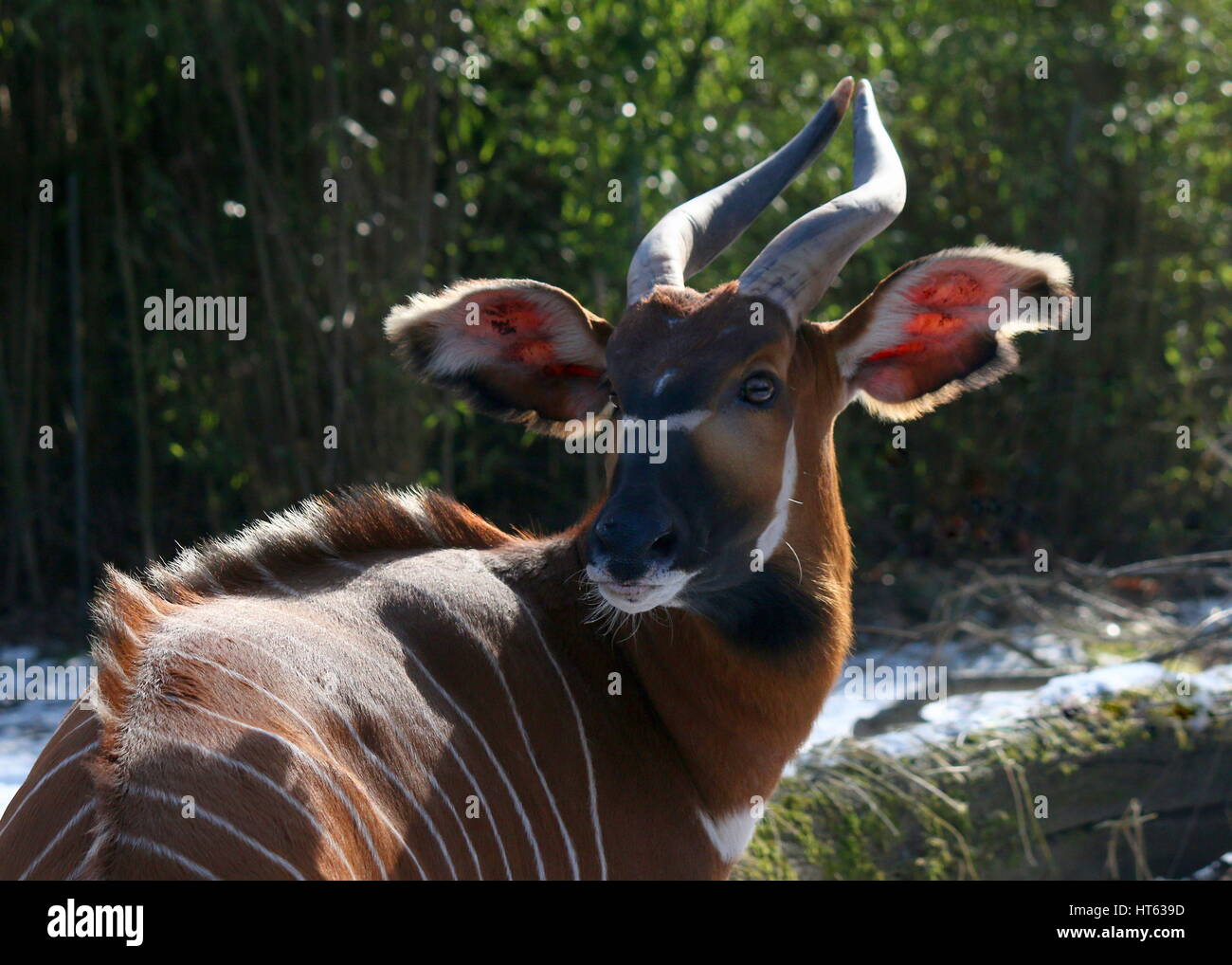 Male East African Bongo antelope (Tragelaphus eurycerus) closeup of the