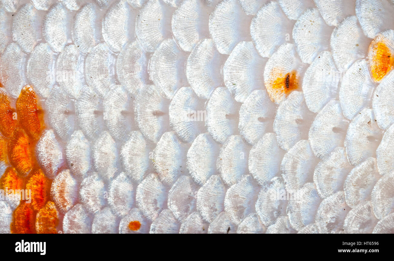 Closeup to Orange and White Shining Koi Fish Scale Background Stock Photo -  Alamy