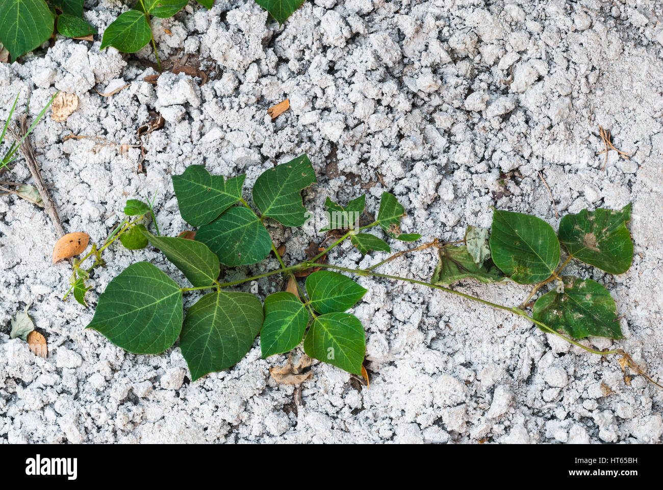 Green Plant Growing on Concrete Ground Background Stock Photo Alamy