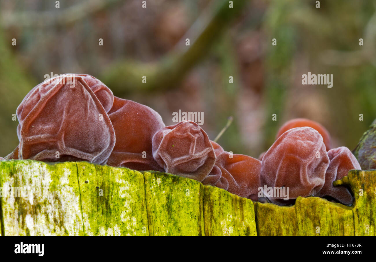 Group of Jew's ears, a jelly fungus, on dead wood Stock Photo