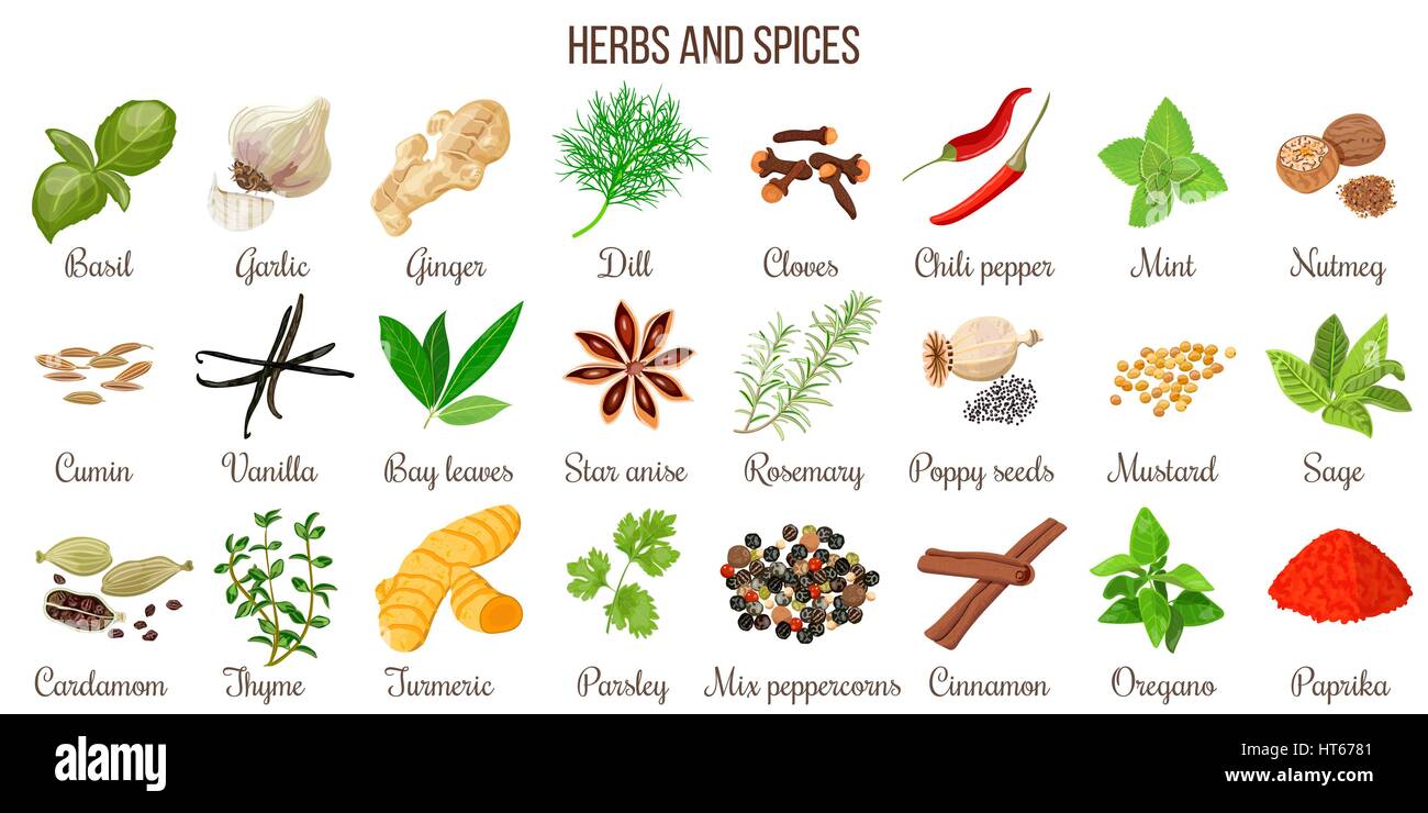 Big vector set of popular culinary herbs and spices. Ginger, chili pepper, garlic, nutmeg, anise etc. For cosmetics, store, spa, natural health care.  Stock Vector