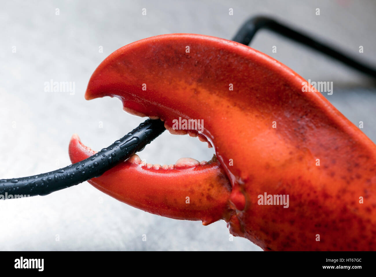 Lobster Claw and Cable, close up Stock Photo Alamy