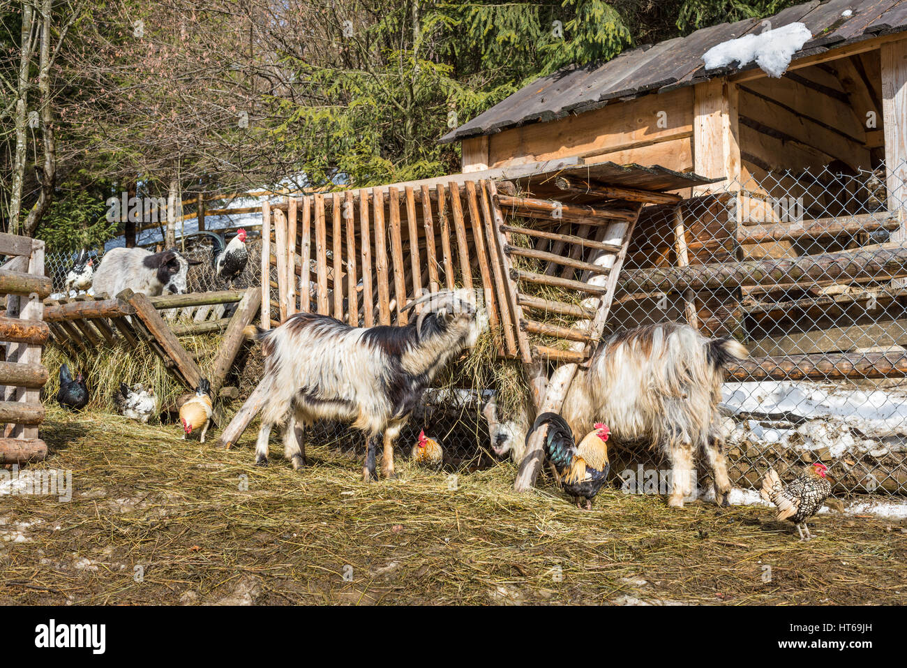 Goats, sheep, roosters and hens on the barnyard near feeders in the ...