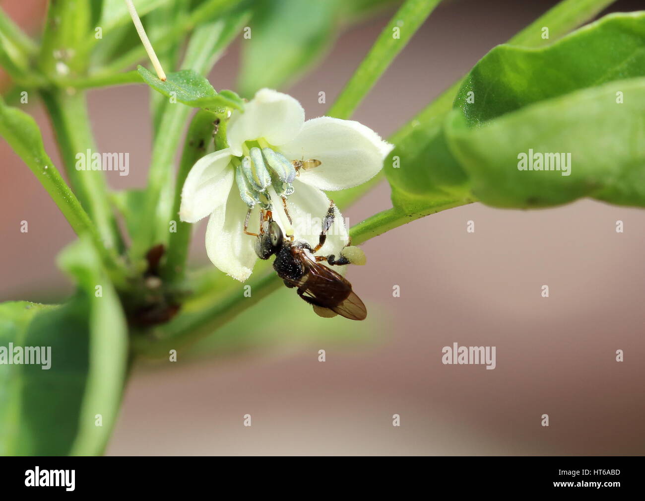 A bee pollinating a chilli flower in the capsicum family Stock Photo