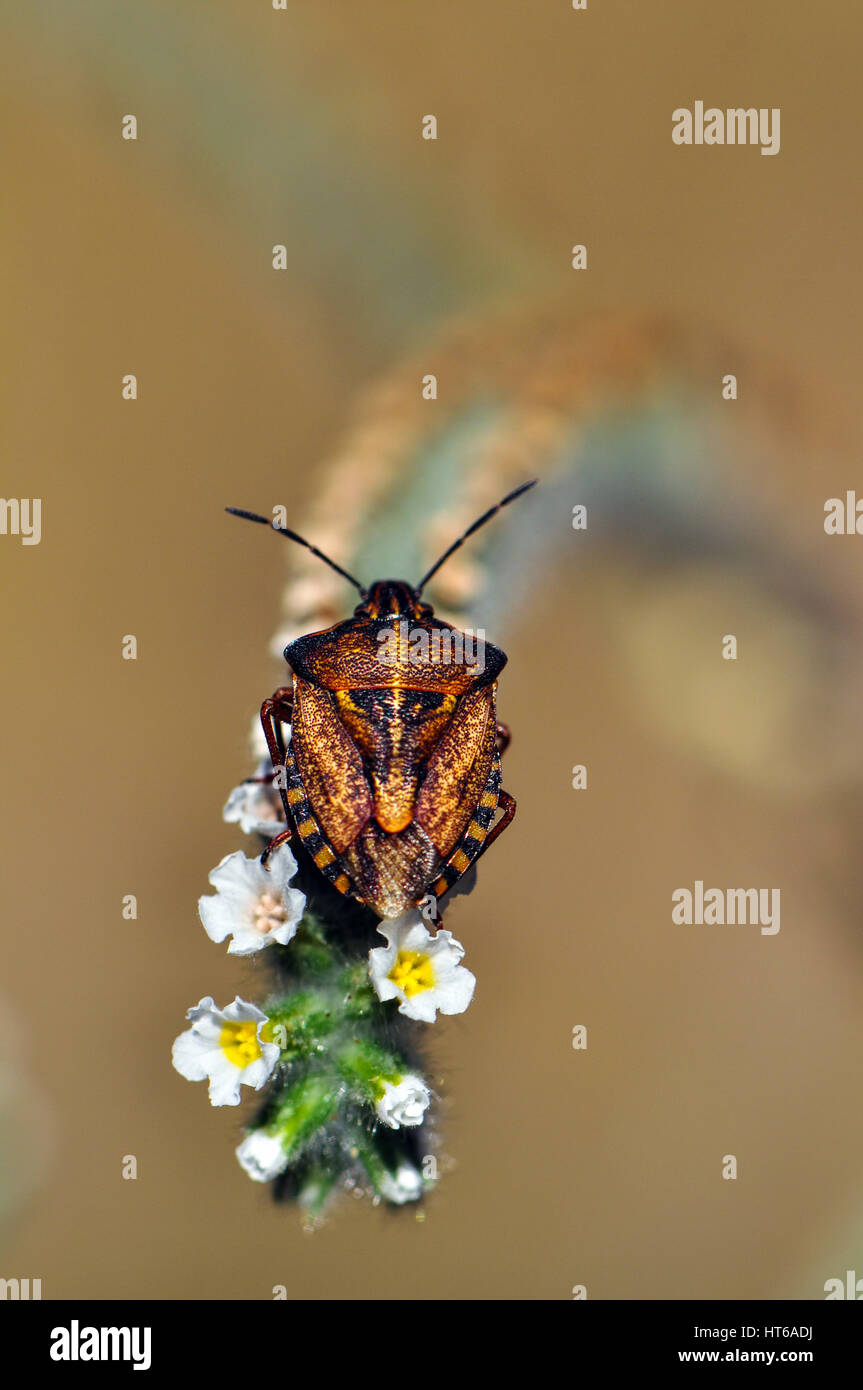 Natural enemies insects hi-res stock photography and images - Alamy