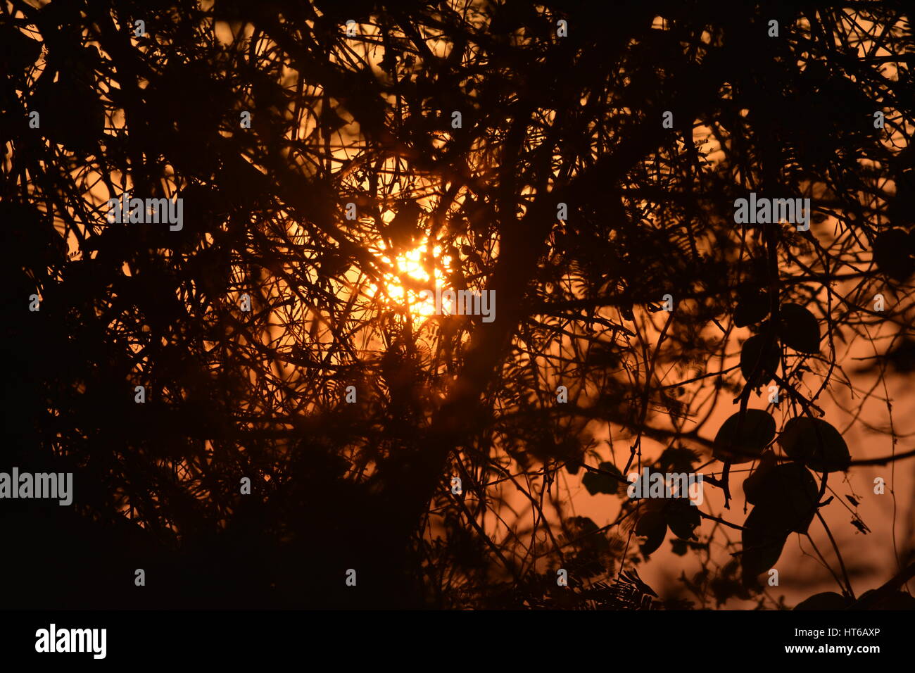 Mornings at Thol Bird Santuary Stock Photo